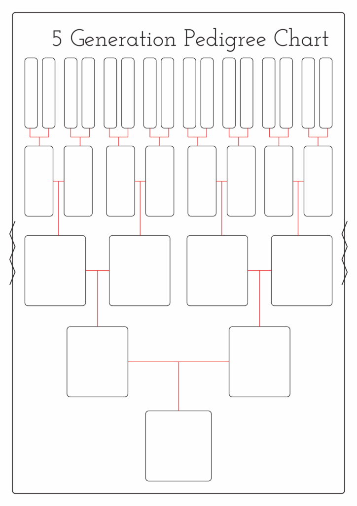 12 Best Images Of Family Tree Pedigree Chart Worksheet 6 Generation 