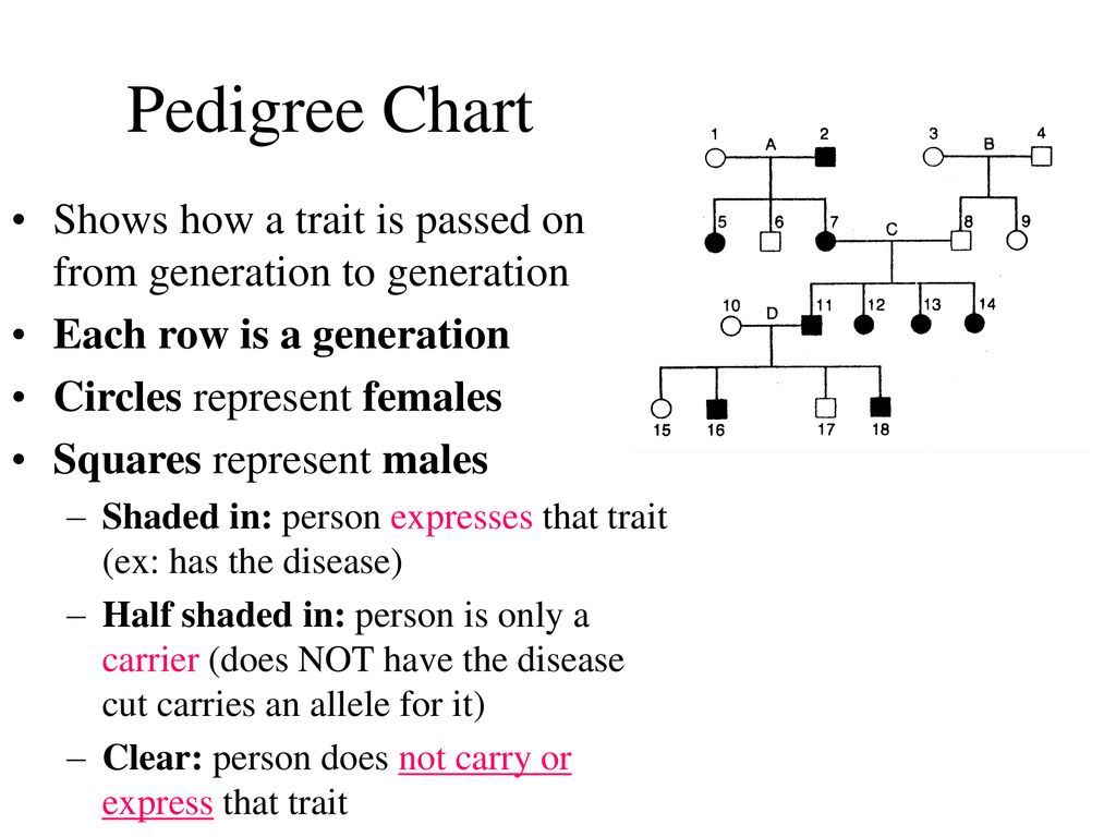 14 1 Human Heredity Vocabulary Karyotype Sex Chromosome Autosome Ppt 