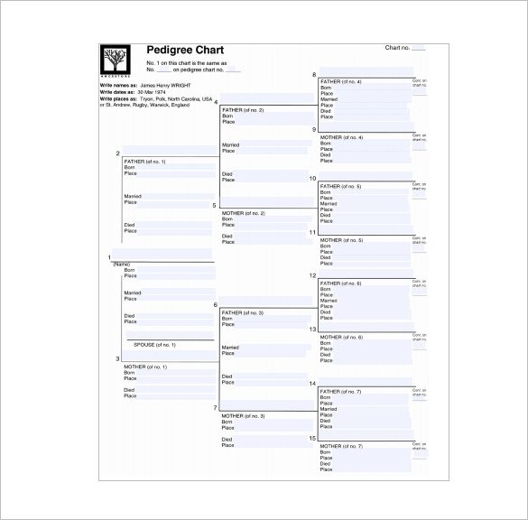 31 Pedigree Chart Templates PDF DOC Excel