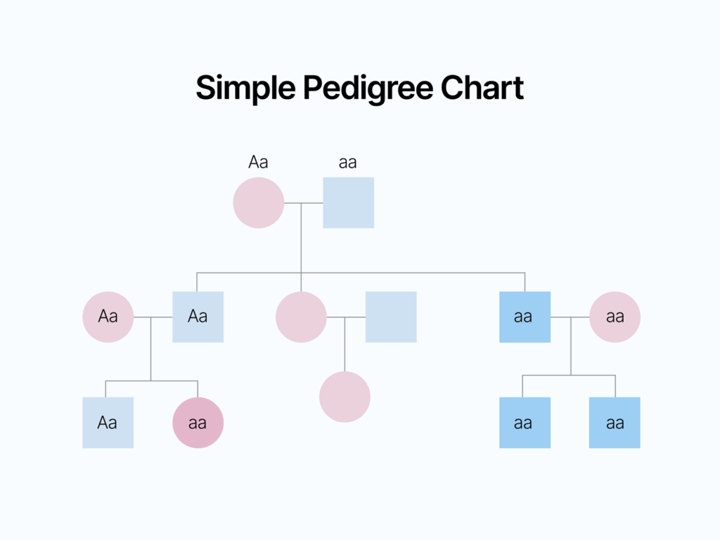 7 Generation Pedigree Chart In Illustrator PDF Download Template