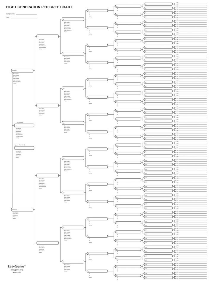 8 Generation Blank Pedigree Chart 17 X 22 Inches Single Eight 