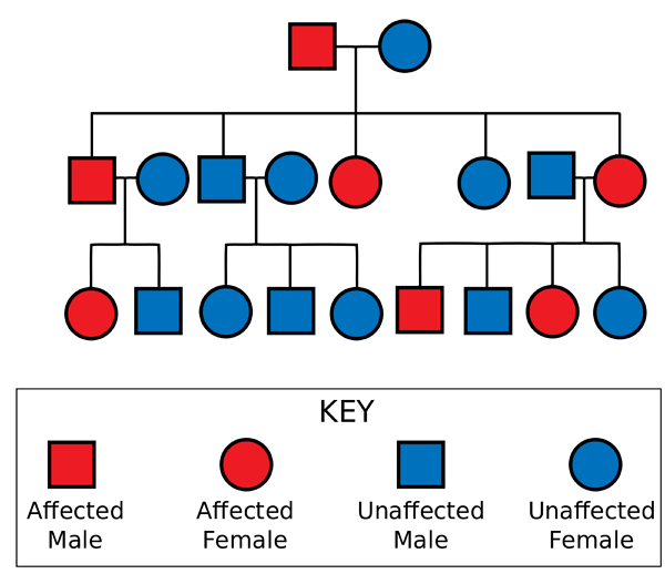 A Beginner s Guide For Pedigree Chart EdrawMax