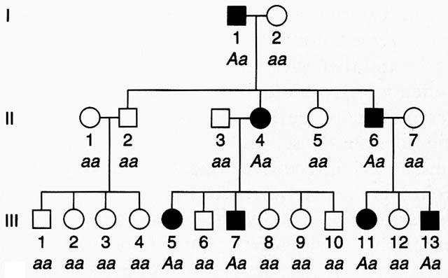 Achondroplasia Pedigree Chart