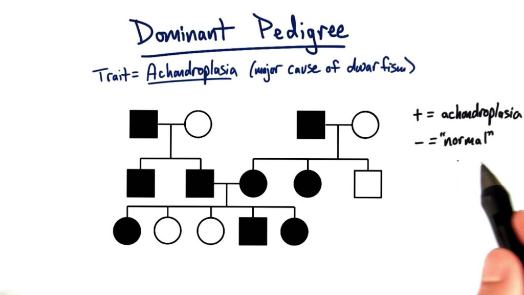 Achondroplasia Pedigree Chart