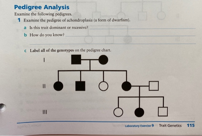 Achondroplasia Pedigree Chart