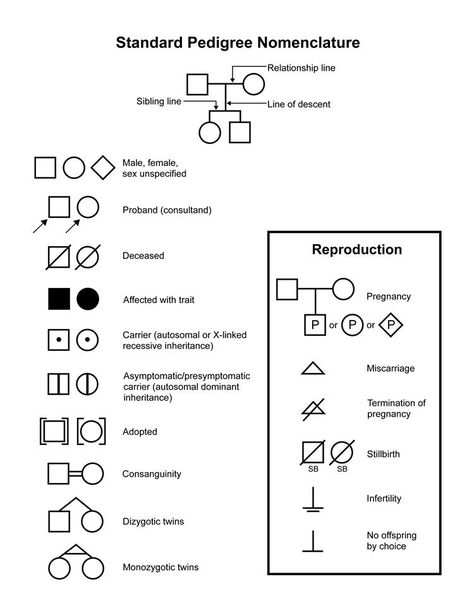Adopted Male Pedigree Symbol Google Search Cancer Genetics 