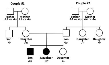 Albinism Pedigree Chart