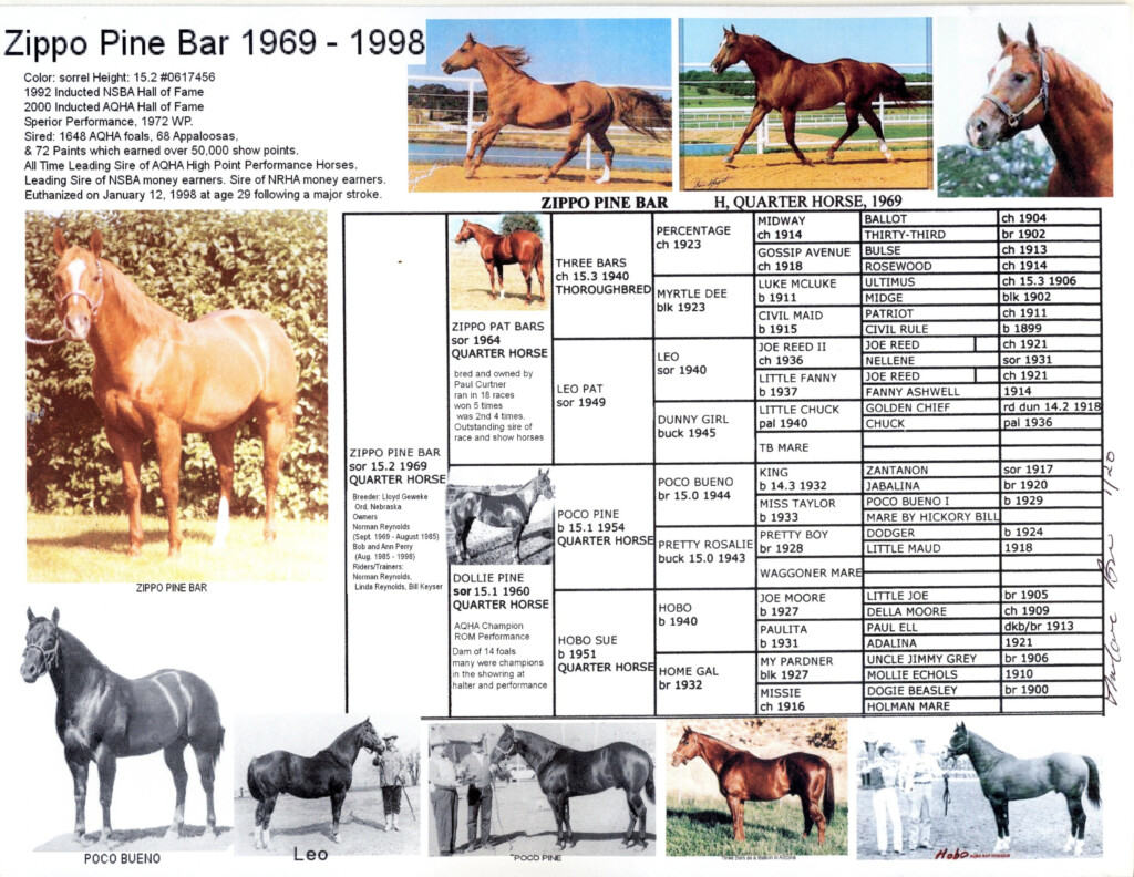 American Quarter Horse Zippo Pine Bar Picture Pedigree Chart Etsy