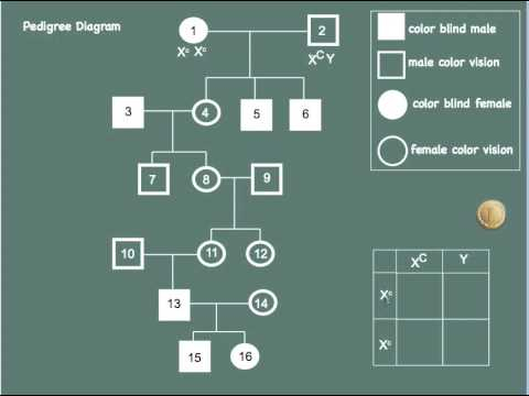 Analyzing A Family History Of Colour Blindness Pedigree Charts IB 