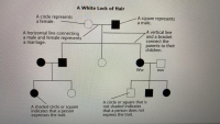 Answered Use The Genotype Of The Two Parents In The Pedigree To Decide 