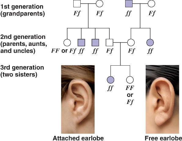 Attached Earlobes