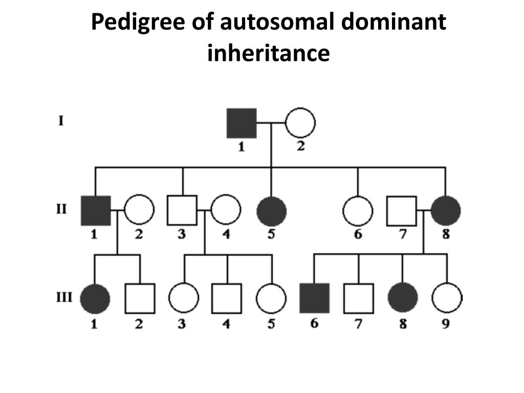 Autosomal Dominant Pedigree Chart Example