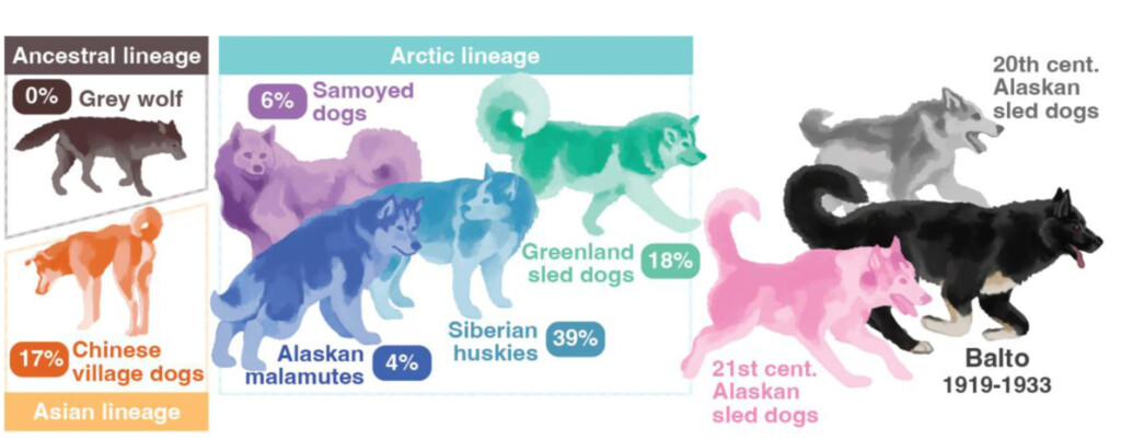 Balto s Genes Reveal Key Genetic Adaptations Popular Science