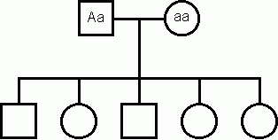 Bgy 30 Pedigree Lab