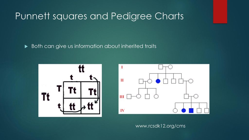 Biology More Genetics Ppt Download