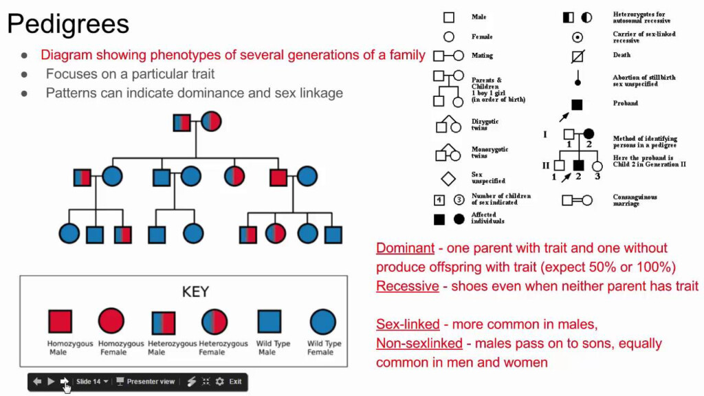 Biology Pedigree With Traits For Pictures And Projects