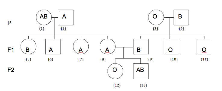 Blood Types And Heredity Madison 39 s Biology Blog