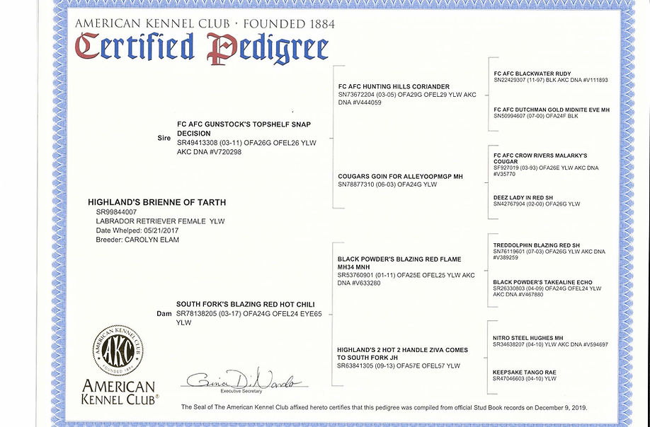 Brie 39 s Pedigree My Site