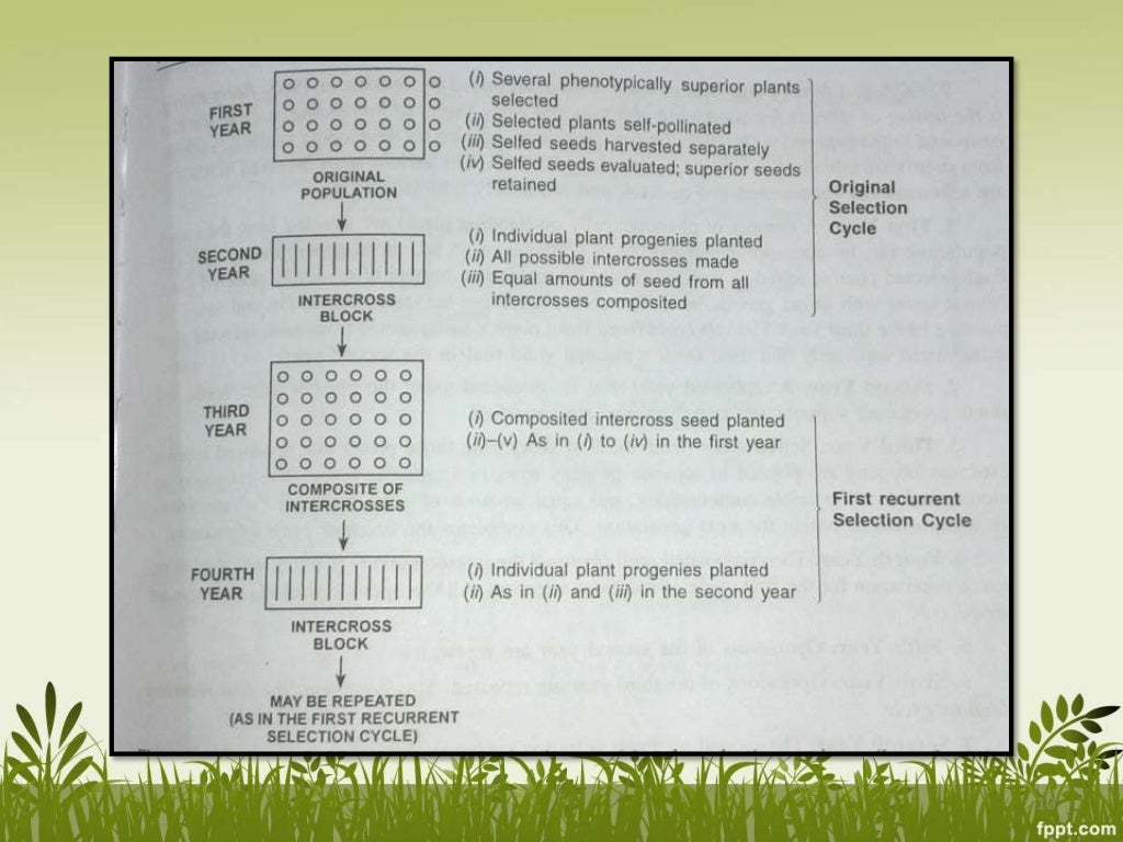 Bulk Method Pedigree Method line Breeding