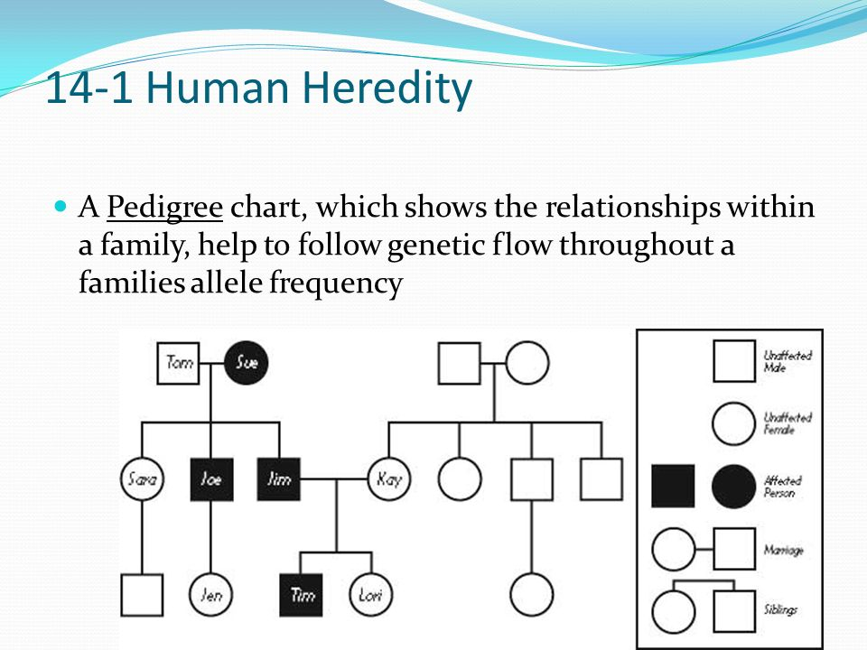 Ch 14 The Human Genome 14 1 Human Heredity 14 2 Human Chromosomes Ppt 