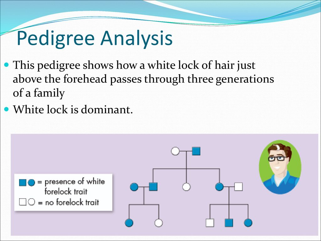 Chapter 14 Human Heredity Ppt Download