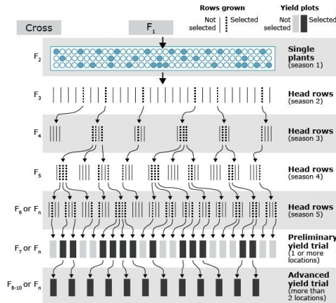 Chapter 6 Breeding Methods Crop Improvement