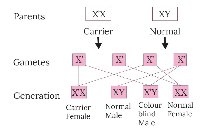 Color Blindness Genetics