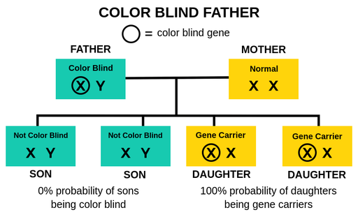 Color Blindness Pedigree
