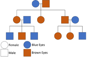 Complete Website Package Family Tree Eye Color Chart Family 8 Best 
