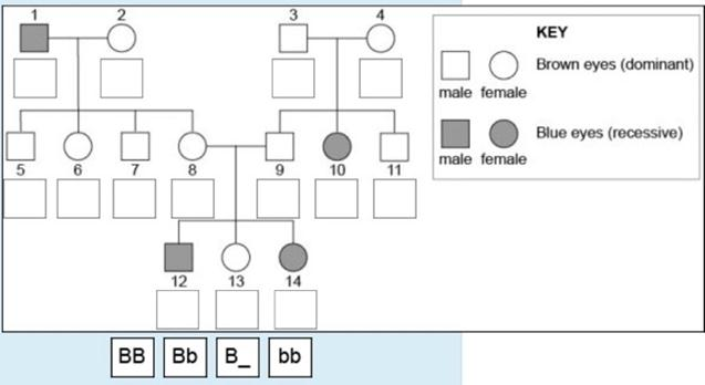 Complete Website Package Family Tree Eye Color Chart Family Complete 