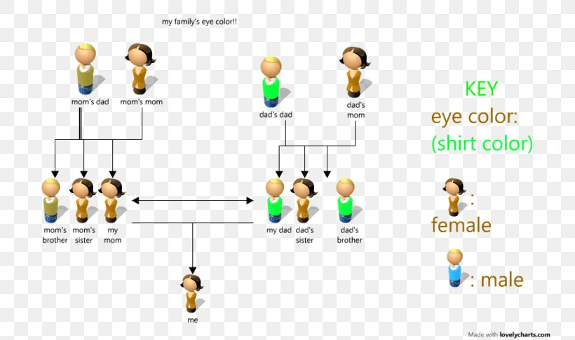 Diagram Pedigree Chart Eye Color PNG 767x486px Diagram Brand Chart 