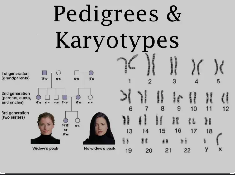 Difference Between Pedigree And Karyotype Relationship Between