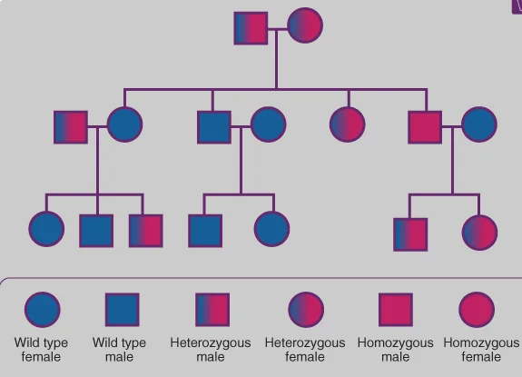 Difference Between Pedigree And Karyotype Relationship Between