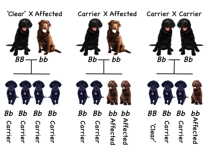 Dog Genetics 1 0 The Basics Laboratoire De G n tique V t rinaire