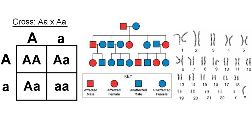 Down Syndrome Punnett Square Quotes Viral Update