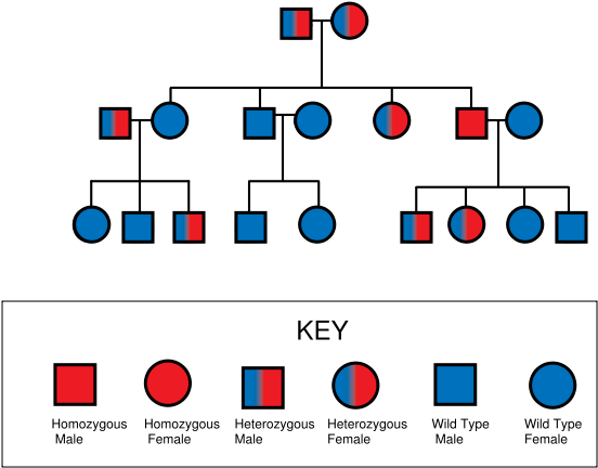 Download Pedigree Chart For Thalassemia PNG Image With No Background 