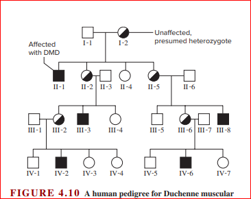Duchenne Muscular Dystrophy Pedigree Chart