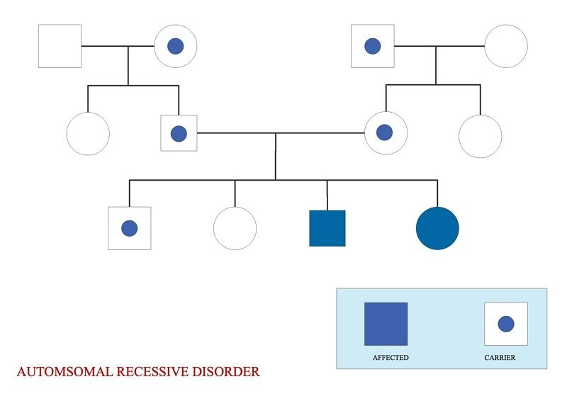 Everything You Need To Know About Pedigree Chart EdrawMax Online