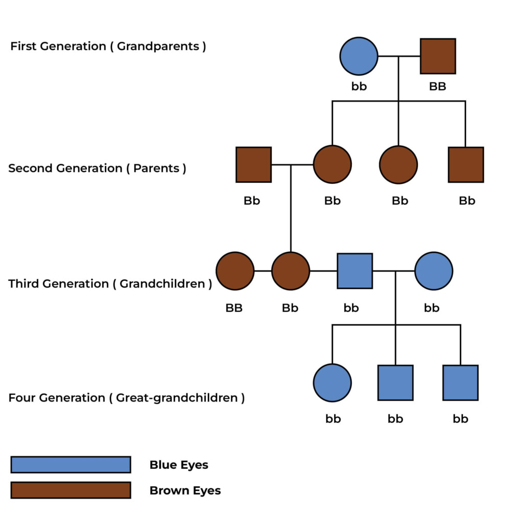 Eye Color Genetics