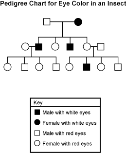 Eye Color Pedigree Chart Ponasa
