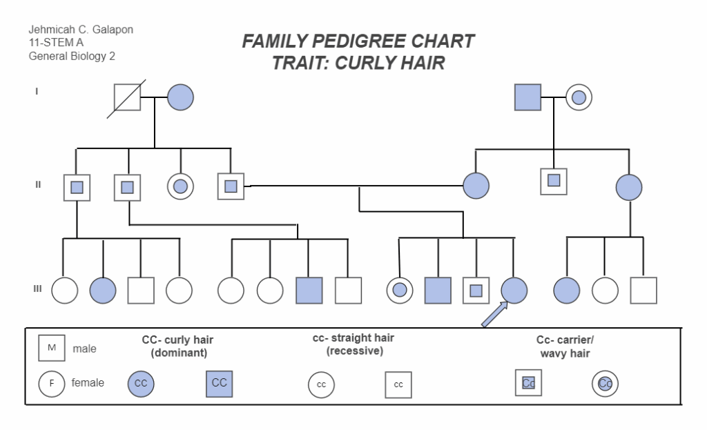Family Pedigree Chart About Curly Hair EdrawMax Template