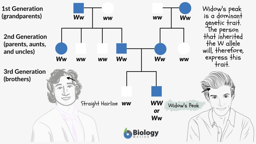 Family Traits Definition And Examples Biology Online Dictionary