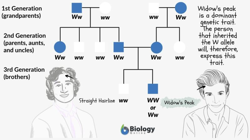 Family Traits Definition And Examples Biology Online Dictionary