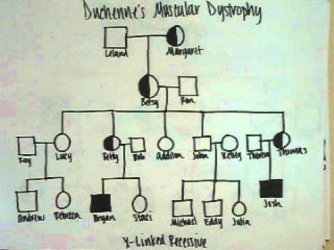 FDSCI Family Pedigree Project Part III YouTube