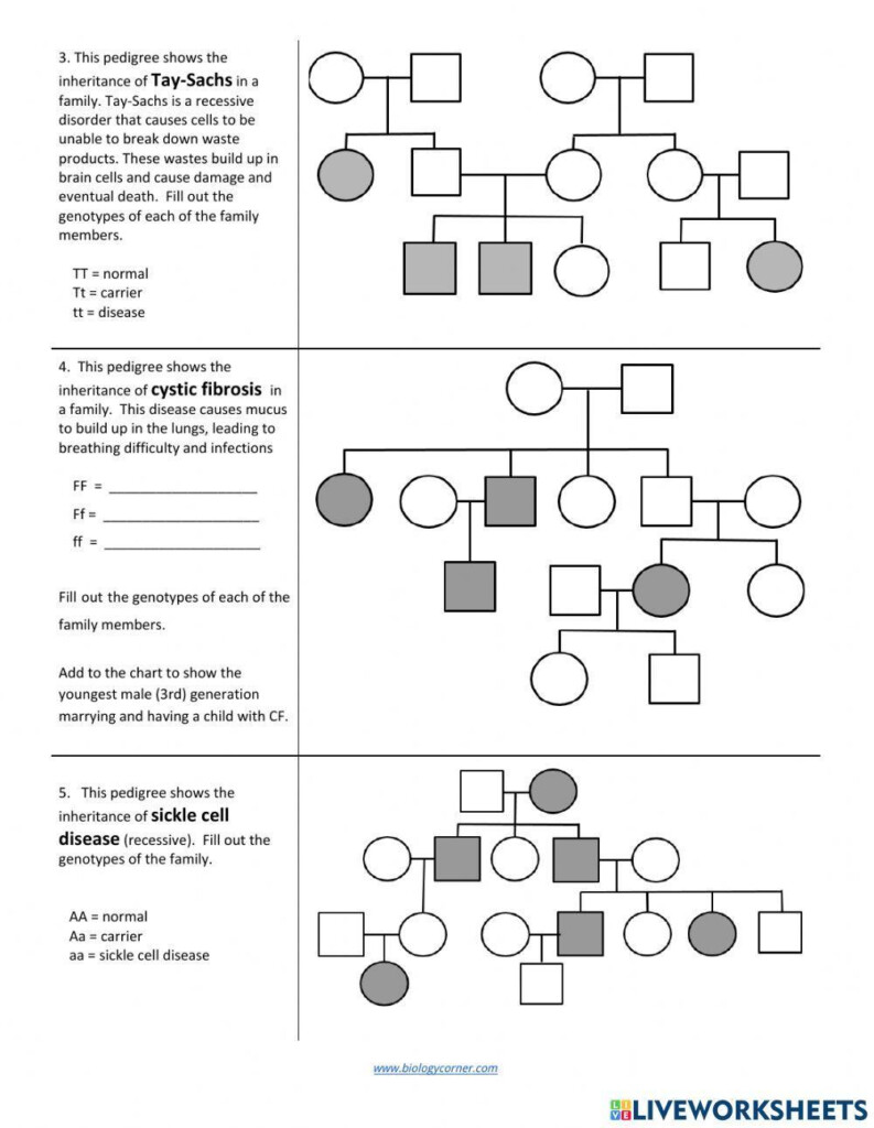 Free Pedigree Worksheet Middle School Download Free Pedigree Worksheet 