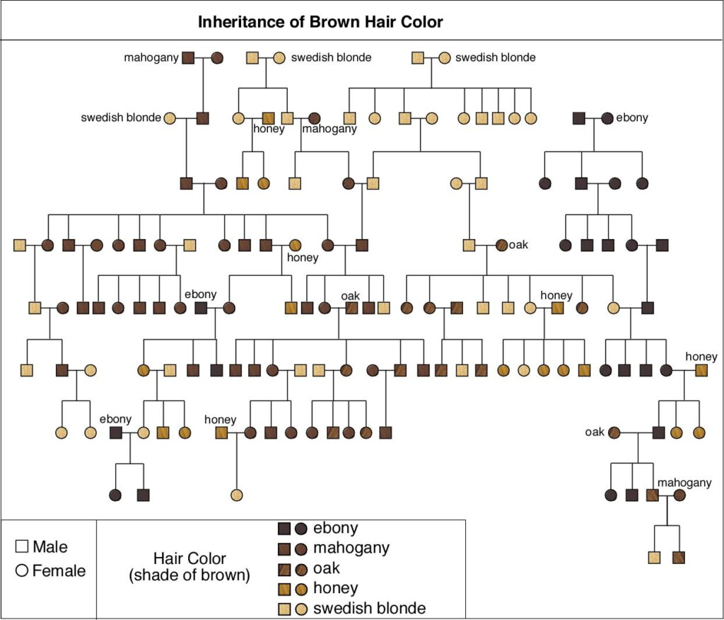 Genetic Chart For Hair Color