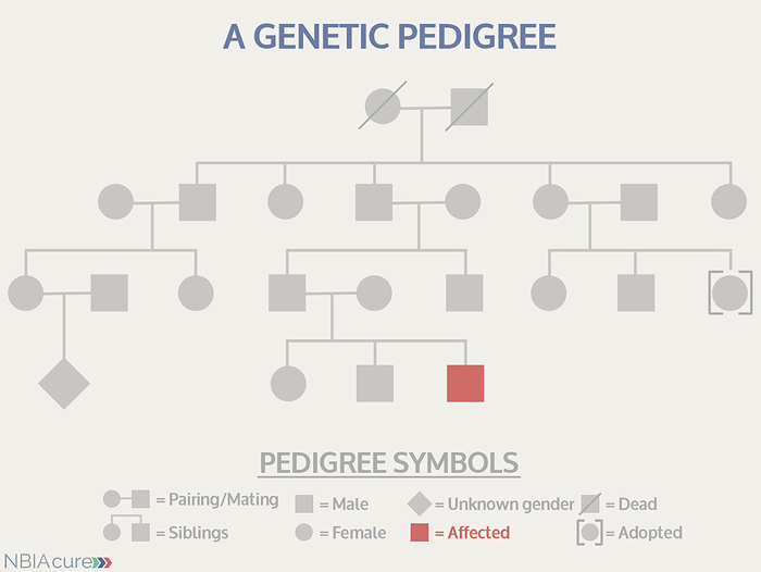 Genetic Counseling NBIA