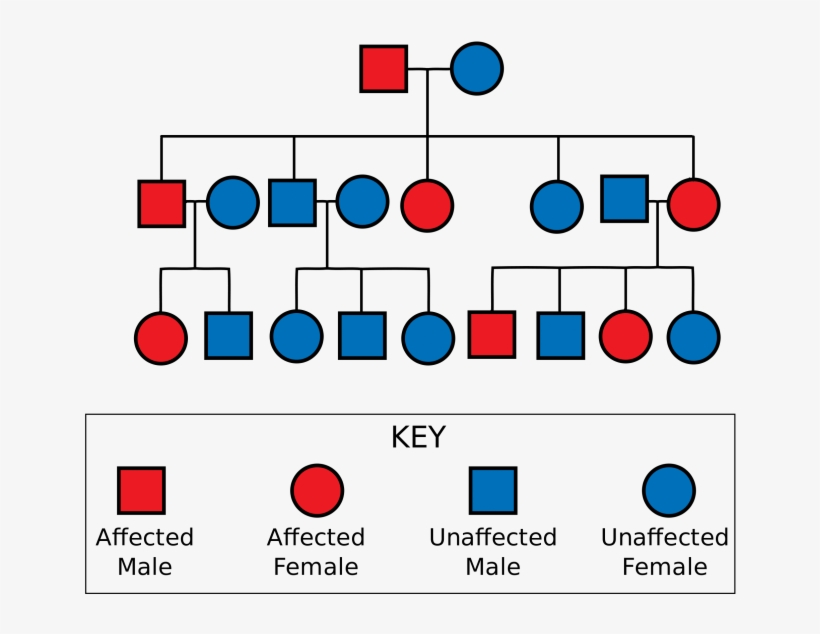 Genetic Family Tree Template