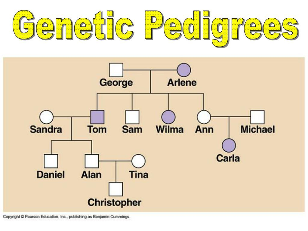 Genetic Pedigree Diagrams Pedigree Chart Analysis Worksheet