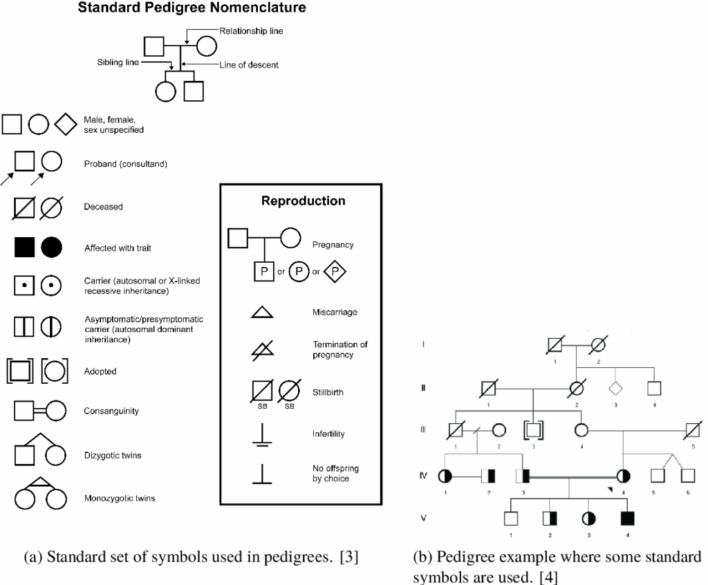 Genetic Pedigree Symbols